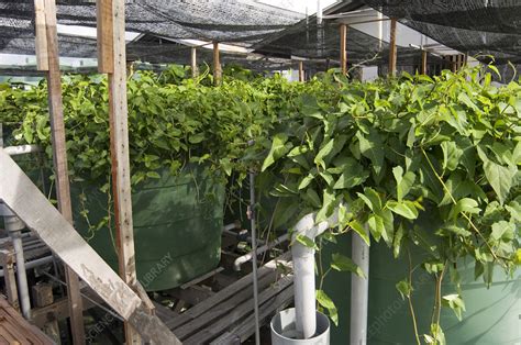 Waste generation waste storage waste collection waste treatment waste disposal. Hydroponic waste management system - Stock Image - T825 ...