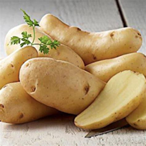 Pomme de terre RATTE