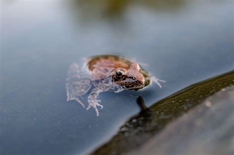Hibernation Of Frogs As Autumn Goes And Days Get Shorter By Kanwal
