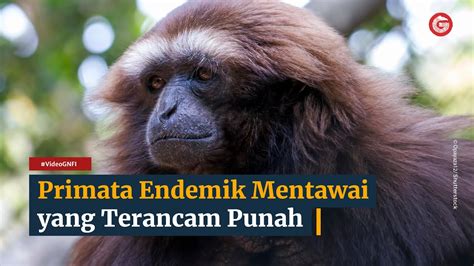 4 Primata Endemik Kepulauan Mentawai Yang Terancam Punah — Video Gnfi