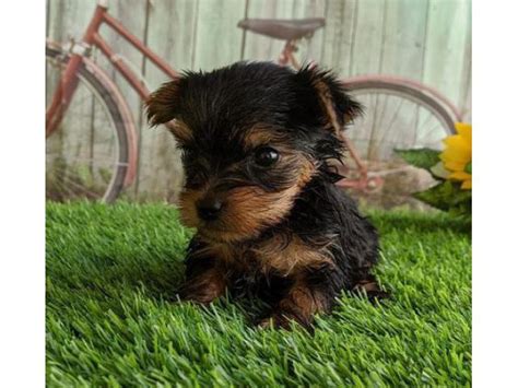 Two Lovely Yorkshire Terrier Puppies For Sale Long Beach Puppies For
