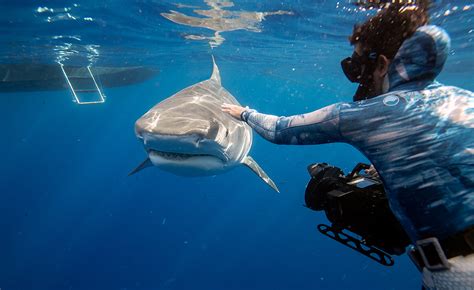 5 years after he saved a shark attack victim a filmmaker s journey