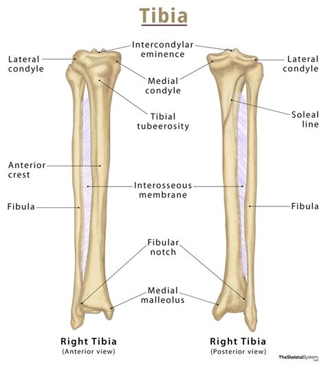 Posterior Tibial Anatomy