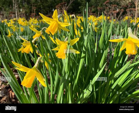 Daffodils In The Garden Signs Of Spring Stock Photo Alamy