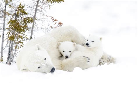 Top 5 Reasons Polar Bears Are Un Bear Ably Cute And We Don