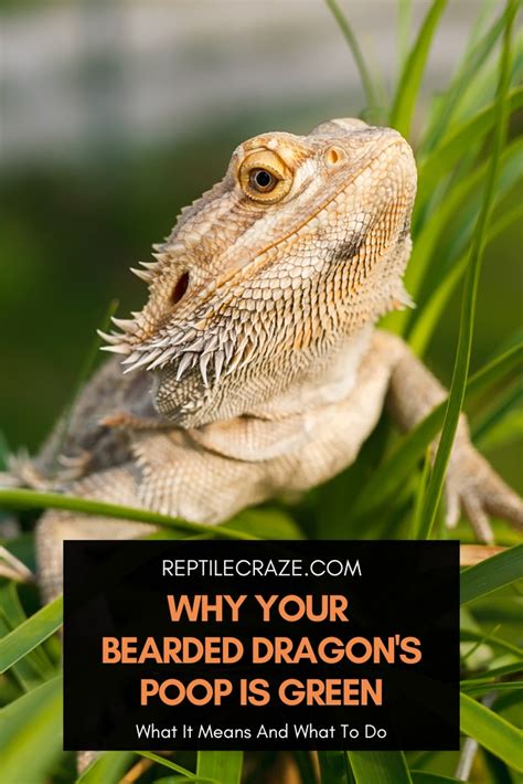 Why Your Bearded Dragons Poop Is Green Reptile Craze