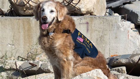 911 Ground Zero Search Dog Still Lends Helping Paw