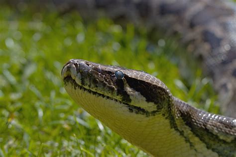 Humans have long had a fear of snakes. Snake Eyes Free Stock Photo - Public Domain Pictures