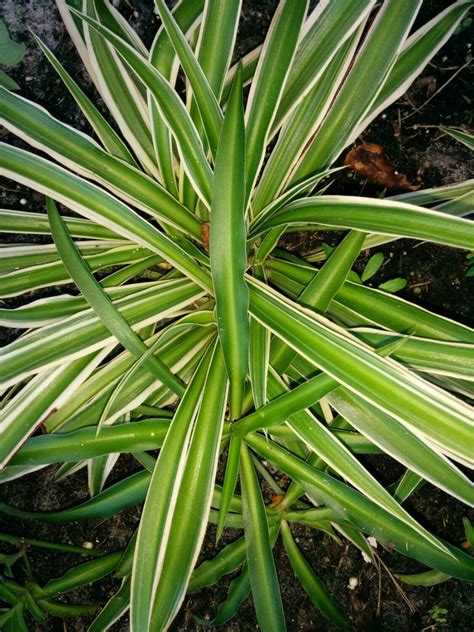 Variegated Spider Plant Air Purifying By Oakstreetbotanicals
