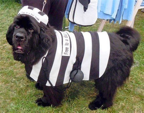 Newfoundland Halloween Pics Newfoundland Is Dressed As A Convict As