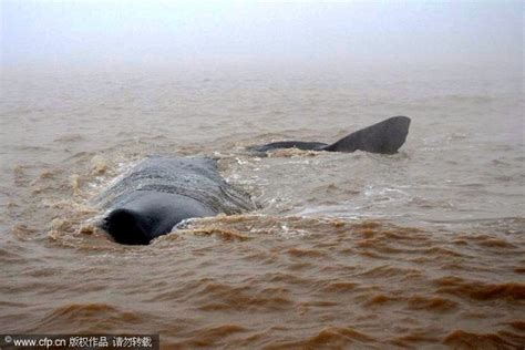 Mereka memiliki kepala besar dan dahi bundar yang menonjol. ikan paus sperma terdampar di China | Mr Labu Nak Cerita