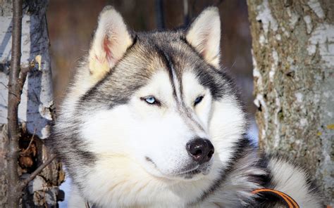 Animals Dog Alaskan Malamute Wallpapers Hd Desktop And Mobile