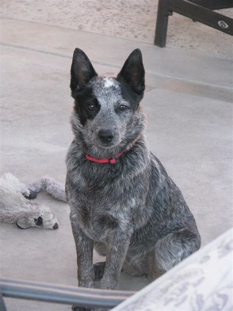 Queensland Heeler The Queensland Heeler Is Prone To Such Health