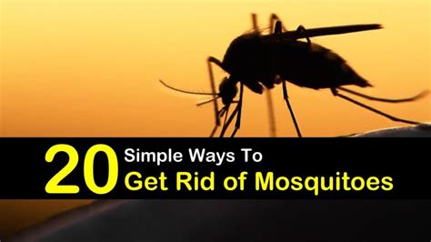But make it tough to get into the home and take away everything they an use for harbourage and that will do much to prevent their return. How to Keep Mosquitoes Away - 20 Simple Ways to Get Rid of ...