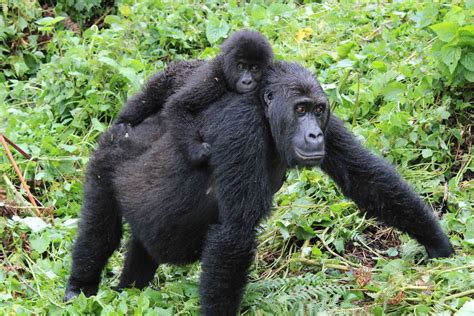Eastern Gorillas Have Lost Genetic Diversity And Gained Mutations