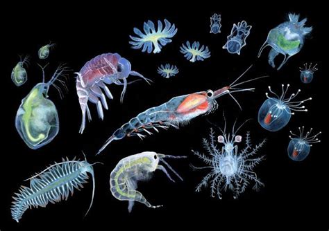 Plankton Small Organisms Of Big Importance Sanja Zamuda