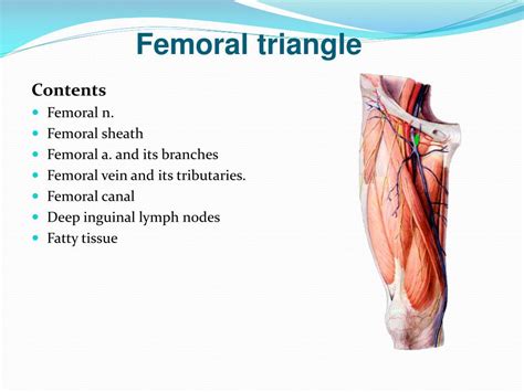 Femoral Canal Borders