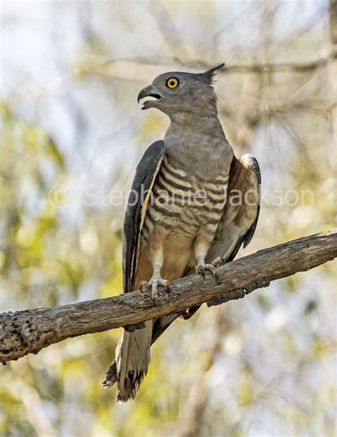 Best Photos Of Australian Birds Of Prey Images Of Raptors In Australia