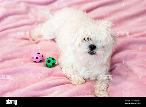 Maltese Home Hi Res Stock Photography And Images Alamy