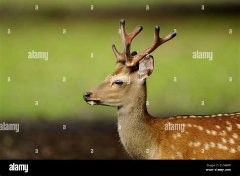 Dybowski Sika Deers Hi Res Stock Photography And Images Alamy