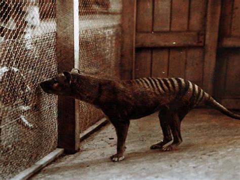 Tasmanian tiger search: Filmmakers win $50k pitch for documentary | Gold Coast Bulletin