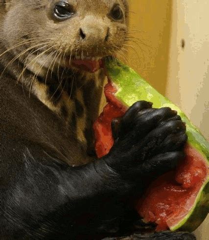 Jan 15, 2013 · a giant otter eating a watermelon at the zlin zoo in czech republic. Comiendo essen GIF on GIFER - by Grozshura