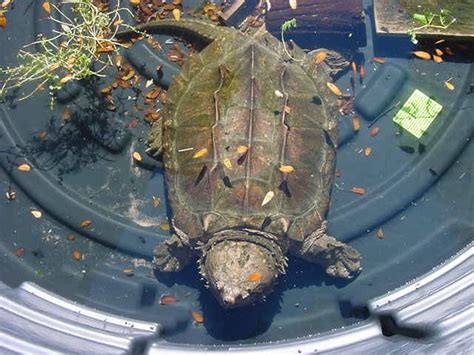 Photo Gallery Snapping Turtles Alligator Snapper In
