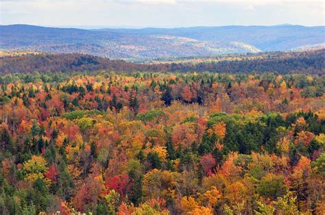 Report Vermonts Forests Are Shrinking In 2020 Fall Foliage Road