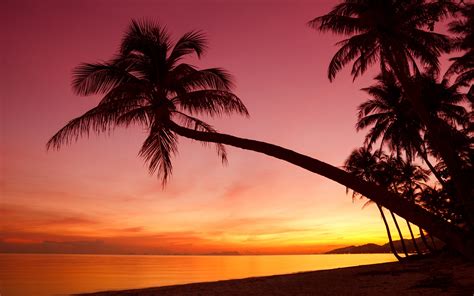 Fonds Décran Tropical Coucher Du Soleil Des Palmiers Silhouette