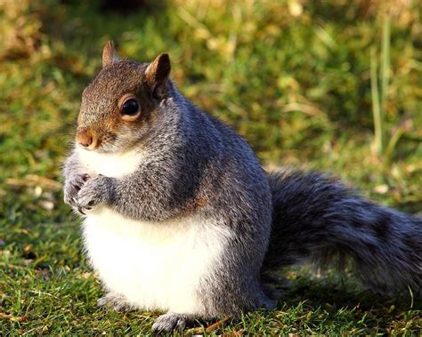 Squirrels Are Getting Fatter Than Usual Because Of Warmest December On