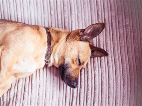 Cute Dog Sleeping On A Sofa Stock Photo Image Of House Brown 153202394