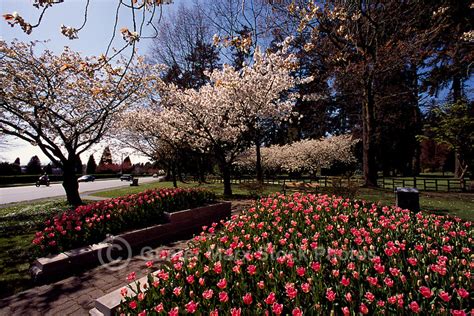 709,777 likes · 5,769 talking about this · 6,264,300 were here. Burnaby-BC-Central-Park-British-Columbia-Spring-Pictures ...