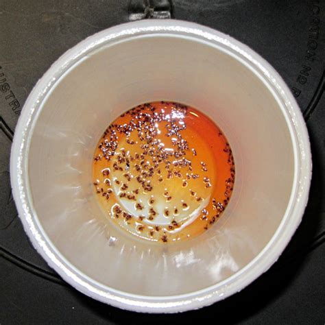 Make Your Own Fruit Flies Trap To Get Rid Of The Annoying Bugs Homesfeed