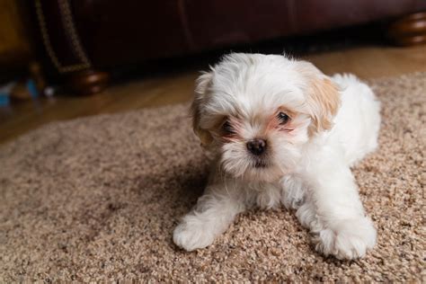 A picture captures a moment in a puppy's life, and. Sunday Morning Cuteness, a Shih Tzu Puppy | dav.d photography