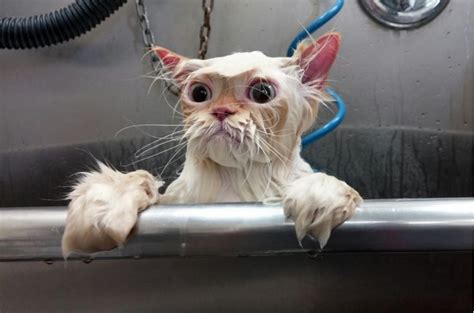 12 Photoshopped Pictures Of This Wet Kitty Will Crack You Up