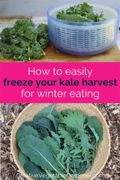 Jul 24, 2020 · 16 vegetables you can plant now for fall harvest just as the summer garden gets in full swing, it's time to start thinking about fall. Here's the Greatest Way to Quickly Freeze Kale - Creative ...