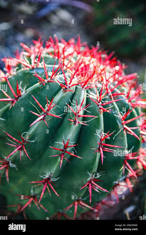 Apache Junction Arizona Usa Flowering Cactus Stock Photo Alamy