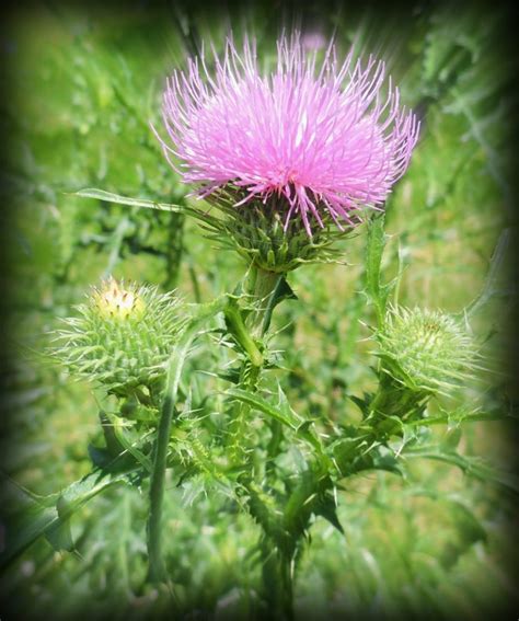Thistle Field Wildfoods 4 Wildlife