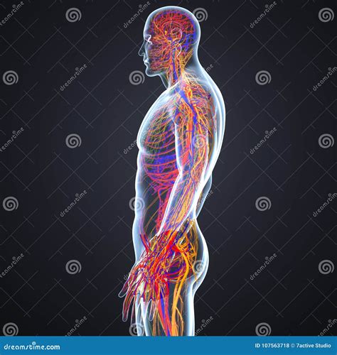Circulatory And Nervous System With Lymph Nodes Lateral View Stock