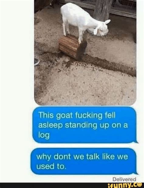 This Goat Fucking Fell Asleep Standing Up On A Log Why Dont We Talk