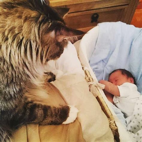 The Biggest Maine Coon Cat In The World Watches Over His Little Brother