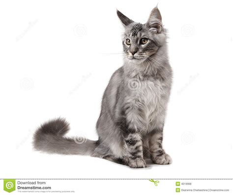 Download 505,036 cat images and stock photos. Grey Maine Coon Cat Royalty Free Stock Photos - Image: 4019968