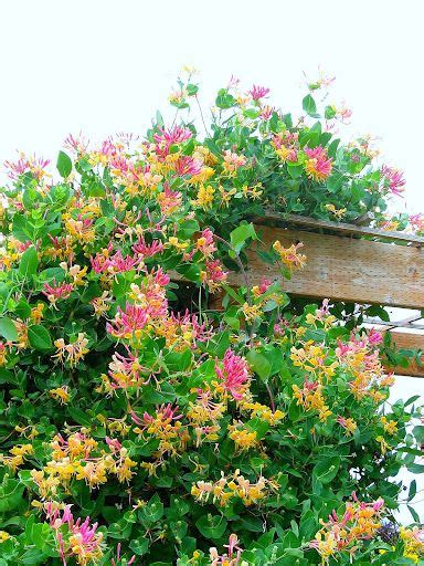 Honeysuckle shrub with white flowers. pretty & sweet smelling honeysuckle | Honeysuckle vine ...