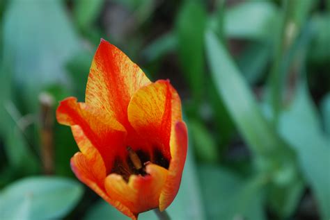 Maybe you would like to learn more about one of these? Spring tulips | Missoula, MT. May 2009. | Emily05MLE | Flickr