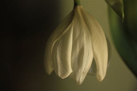 Download Free Photo Of Tulip Wilted Dying Wilting Flower From Needpix Com
