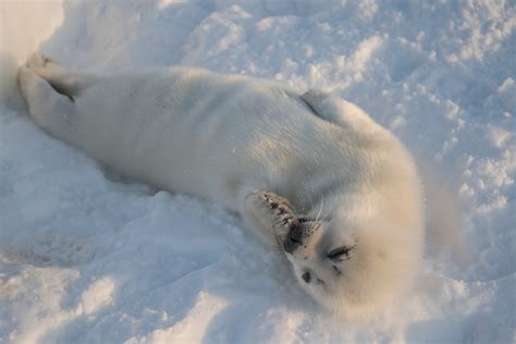 Harp Seal Pups Dying On Québec Beach Amid Record Low Sea Ice