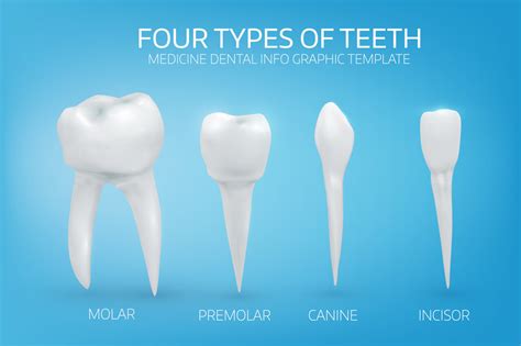 Information About Types Of Teeth Rockville All Smiles Dentistry