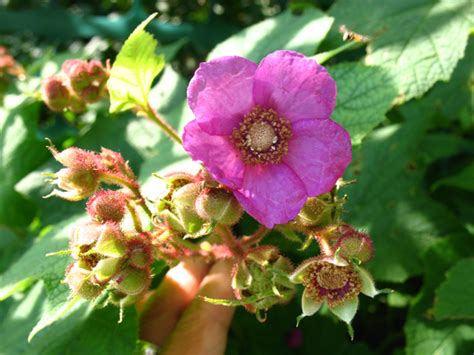 Planting raspberries requires good soil preparation and and understanding of how raspberries work. Plant profile: Purple Flowering Raspberry, a summer beauty