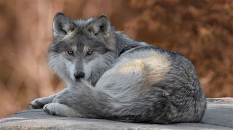 Animal Wolf 34 4k 5k Hd Animals Wallpapers Hd Wallpapers Id 35734
