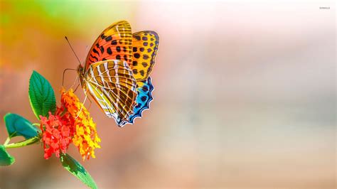 Colorful Butterfly Wallpaper Animal Wallpapers 46510